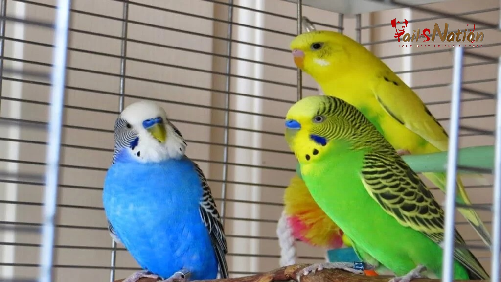 Nutritious Food for Love Birds to Keep them Healthy