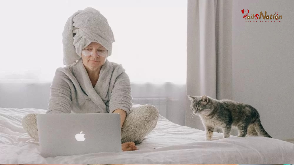 5 types of cat bedding/ house you should know about