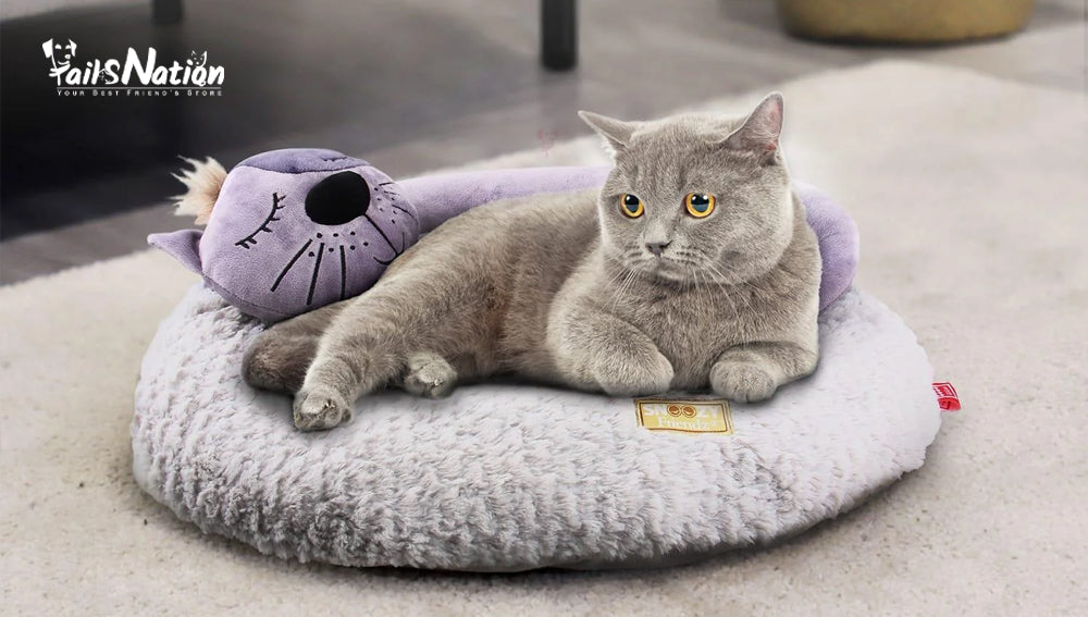 5 Types of Cat Beds You Should Know About