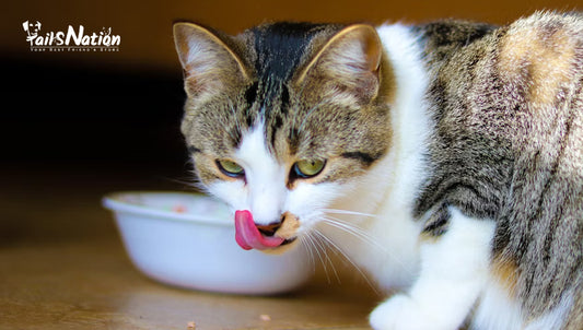 A Comprehensive Guide to Selecting the Ideal Cat Food