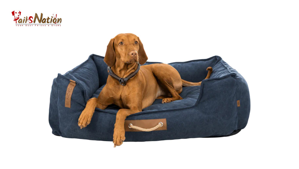 Cozy Comfort: Exploring the Best Dog Beds for the Cold Season