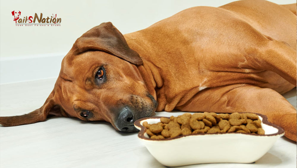 5 Most Common Digestive Issues in Dogs and How the Best Dog Food Can Help