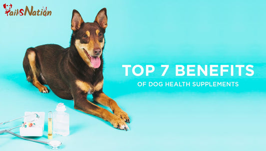Top 7 benefits of dog health supplements