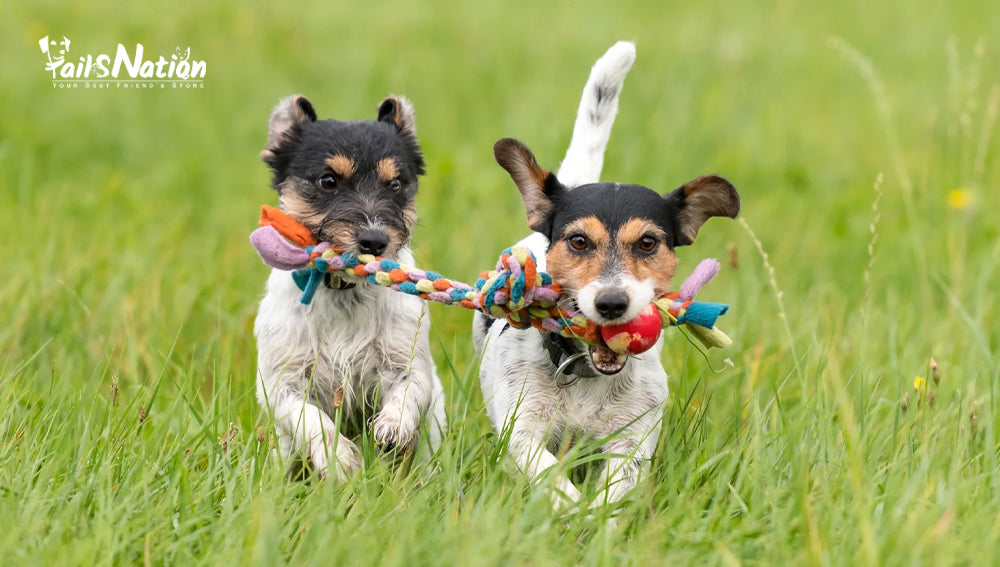 7 Fun Dog Toys Your Pup Will Adore
