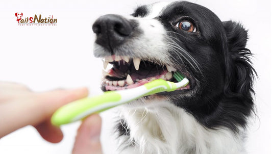 Everything you need to know about doggy dental care