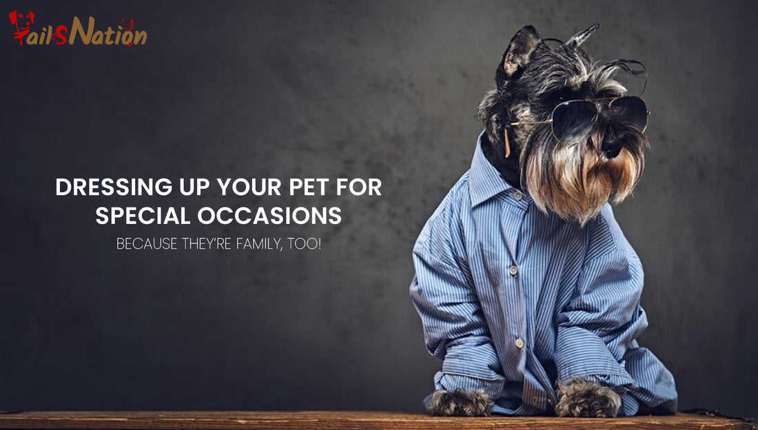 Dressing Up Your Pet for Special Occasions: Because They’re Family, Too!