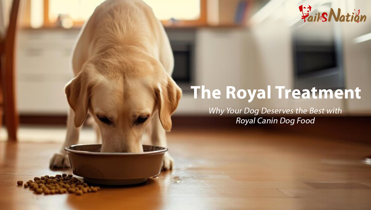 The Royal Treatment Why Your Dog Deserves the Best with Royal Canin D