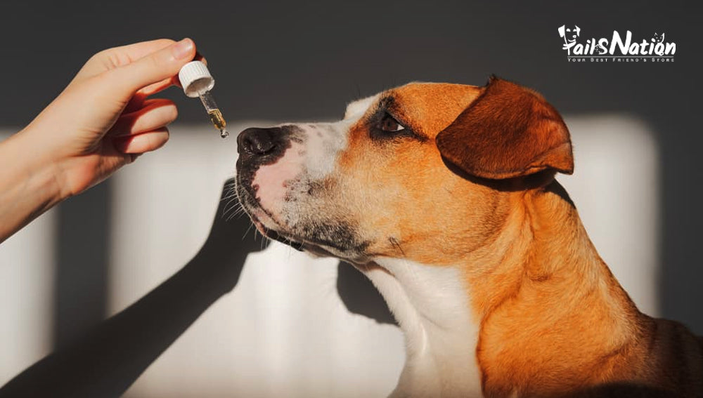 The Role of Supplements in Pet Nutrition: What works best for Indian Pets