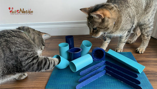 Enrichment Ideas for Cats