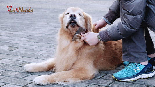 Everyday grooming tips for dogs