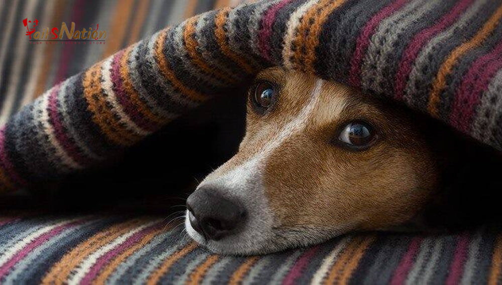 Winter care for doggos