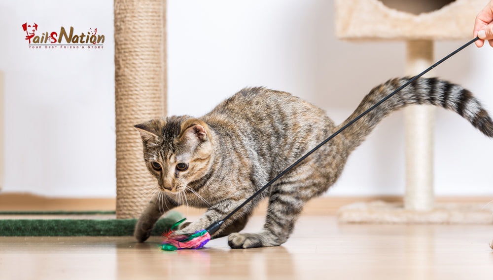 The best toys for your Cat!