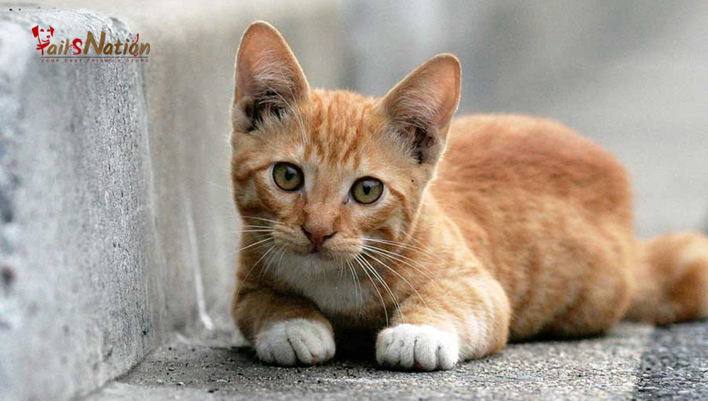 Adopting a cat? Here’s what you need to know!