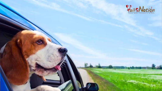 Pet accessories must haves for travelling with your pooch