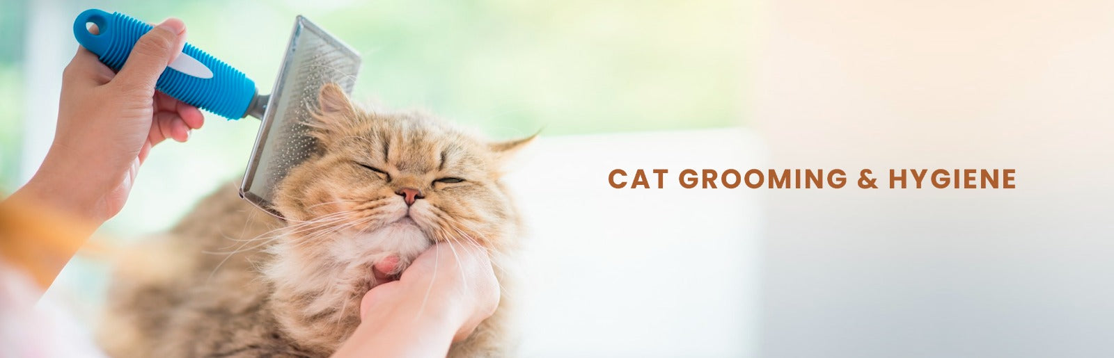 1-1Cat Grooming & Hygiene