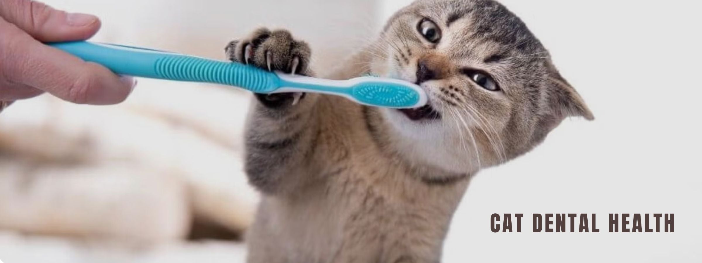 Cat Dental Care