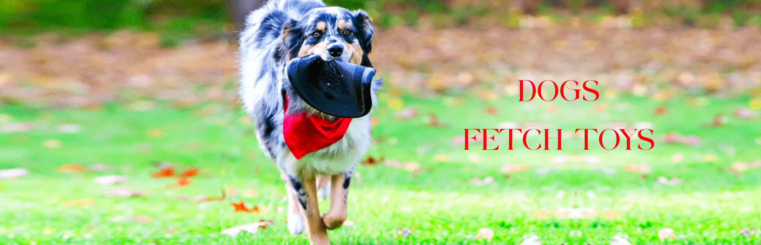 Dog Fetch Toys
