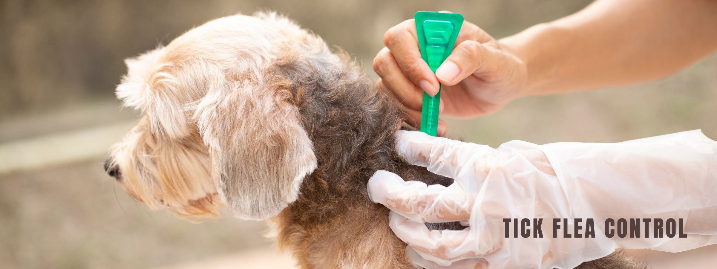 Dog Tick & Flea Control