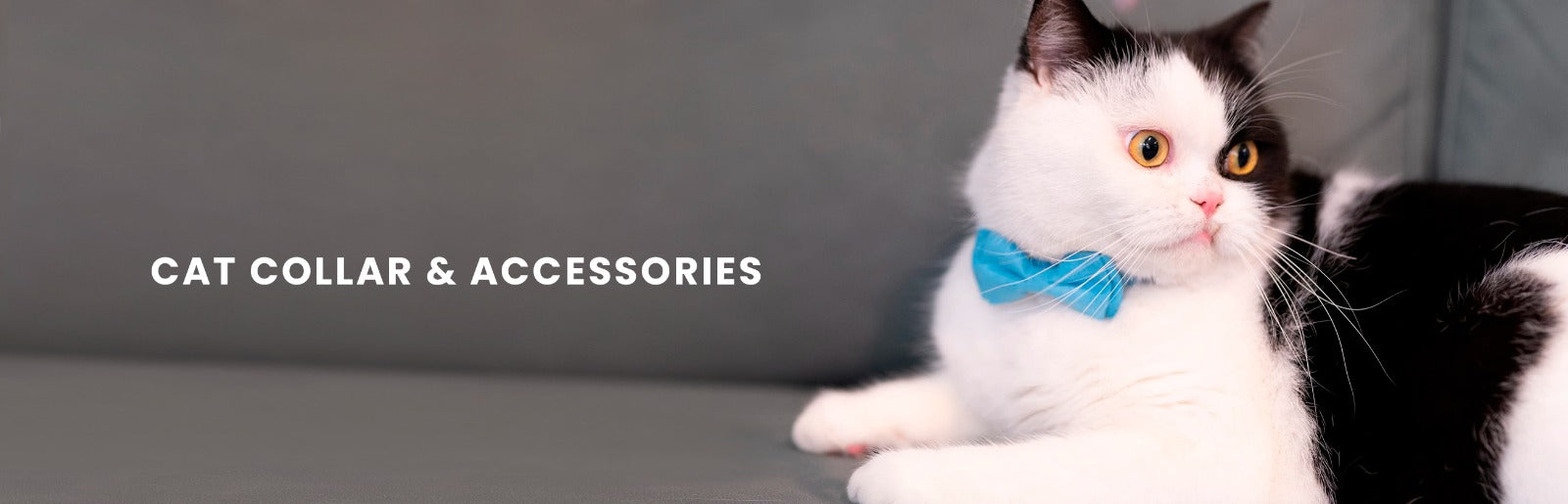 Cat Collars