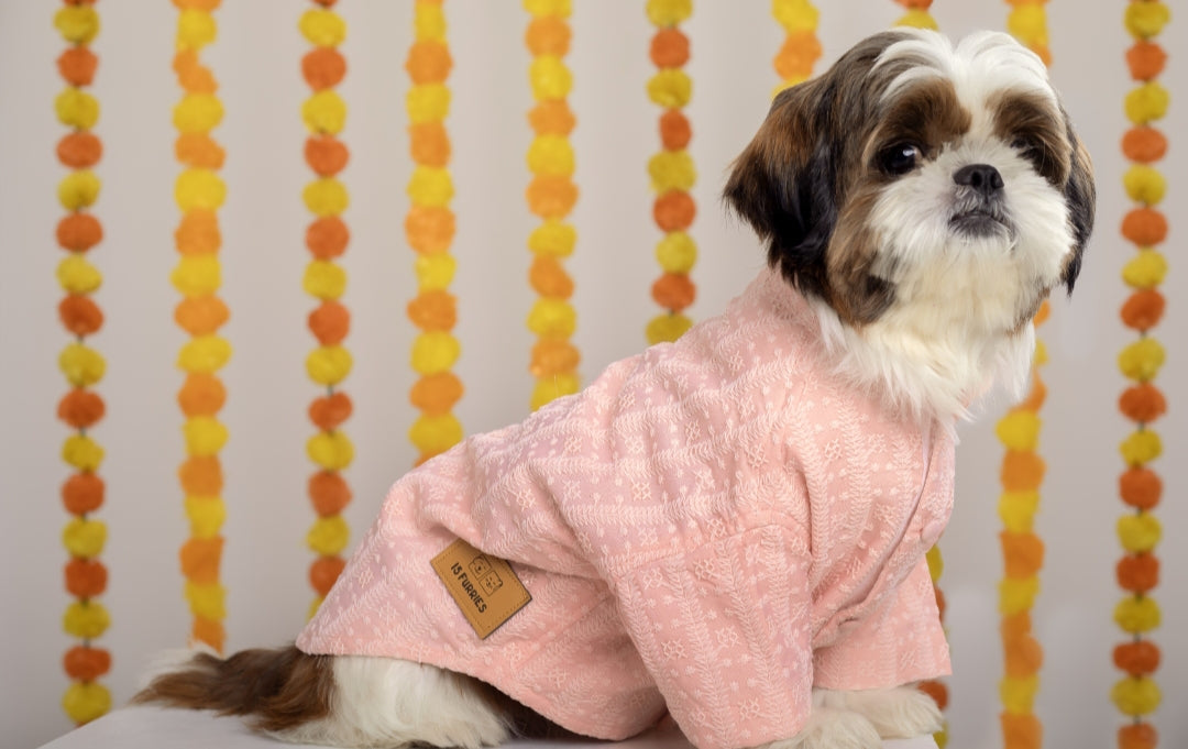 15 Furries Peach Dog Sherwani