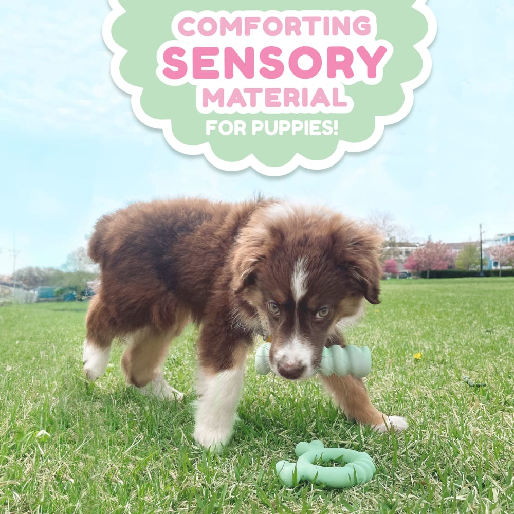 Nylabone Puppy Chew Tactile Stick Peanut Butter Flavor Dog Toy Small 4 x 12.50 x 3cm