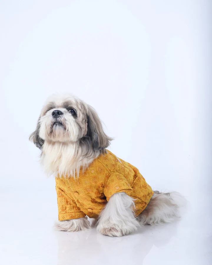 15 Furries Yellow Dog Sherwani