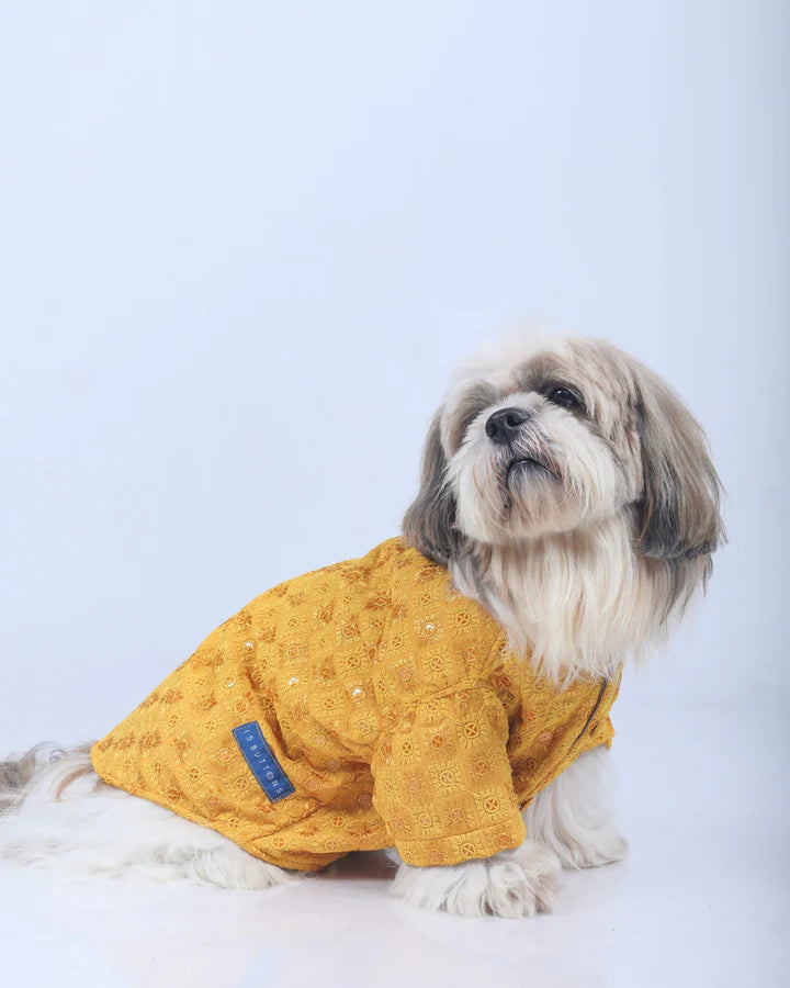 15 Furries Yellow Dog Sherwani