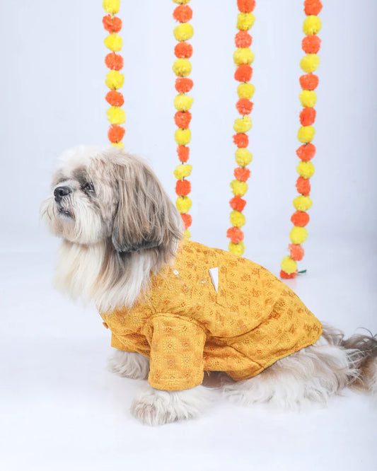 15 Furries Yellow Dog Sherwani