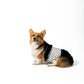 M-Pets Male Washable Diapers For Dogs