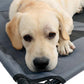 M-Pets Elevated Dog Bed