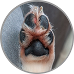 Trixie Dog Socks Non-Slips with All-round Rubber Coating 2pcs