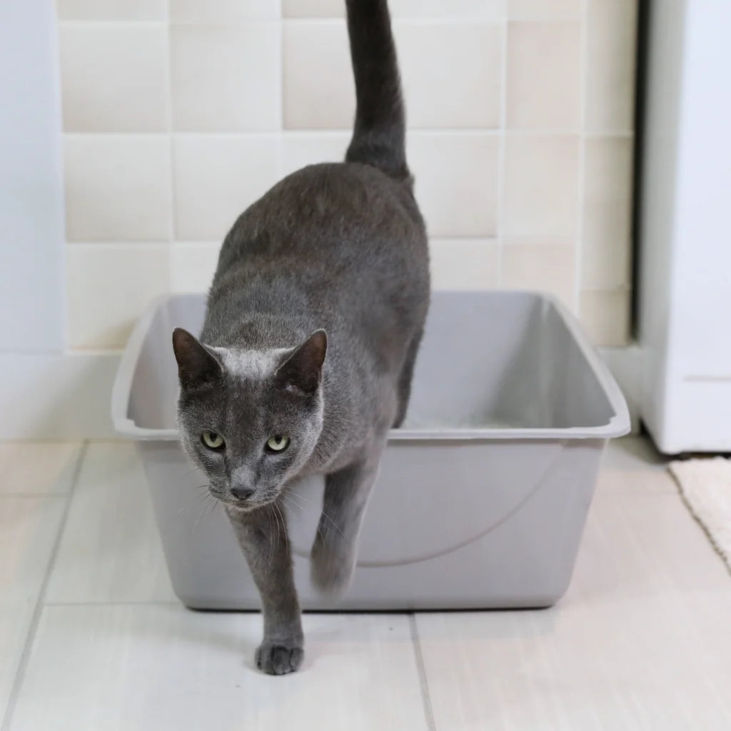 Petmate Basic Cat Litter Pan Large 41.17 x 38.98 x 12.7cm