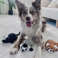 Gigwi Zoomin’ Friends Lemur Squeak Dog Toy 15.24 x 12.70 x 6.99cm
