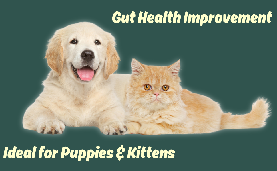 Vvaan Digyeast Gut Health & Convalescence, Anti Stress 100% Pure Natural Supplementary Food For Dogs & Cats Contain 10 Sachet 50g