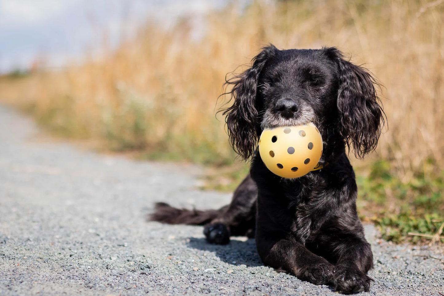 Trixie Hole Ball With Bell Natural Rubber Dia Toy For  Dogs 7cm