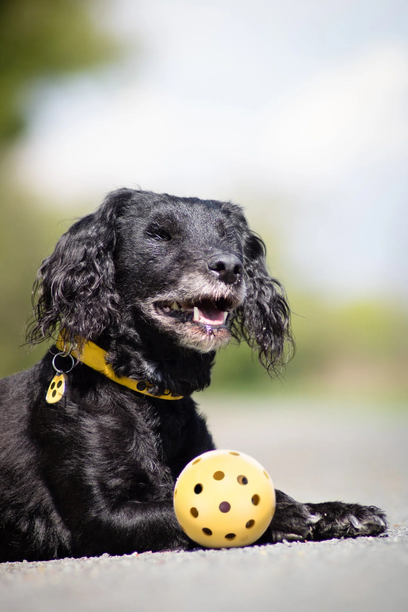 Trixie Hole Ball With Bell Natural Rubber Dia Toy For  Dogs 7cm