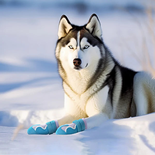 Truelove Water Resistance Dog Shoes with TPR Sole (Algiers Blue/Lavender, Set of 4)