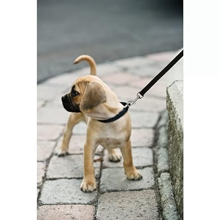 Trixie Premium Leash For Dog Apple M-L 1.00m/20mm