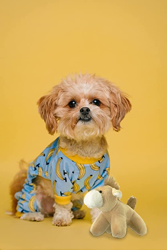 Petsport Tiny Tots Bars Buddies Plush & Squeaker Assorted Toy For Dogs