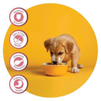 Fidele Small & Medium Puppy Dry Food For Dogs