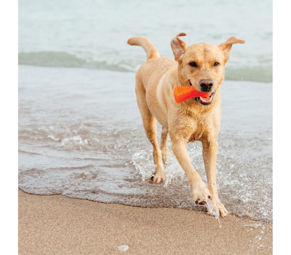 Bionic Bone Dog Toy