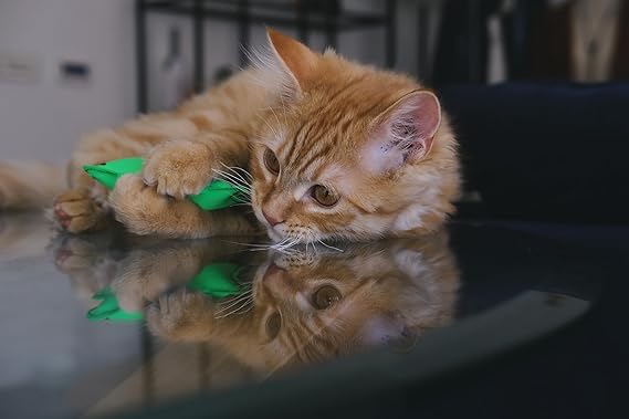 Beco Squid Recycled Cat Nip Toy