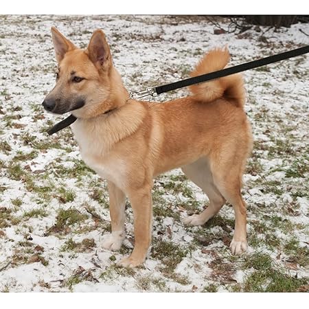 Trixie Premium Leash For Dog Forest Green XS-S 1.20m/15mm