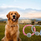 Trixie Ring Rope With Tennis Ball Toy For Dogs 18cm