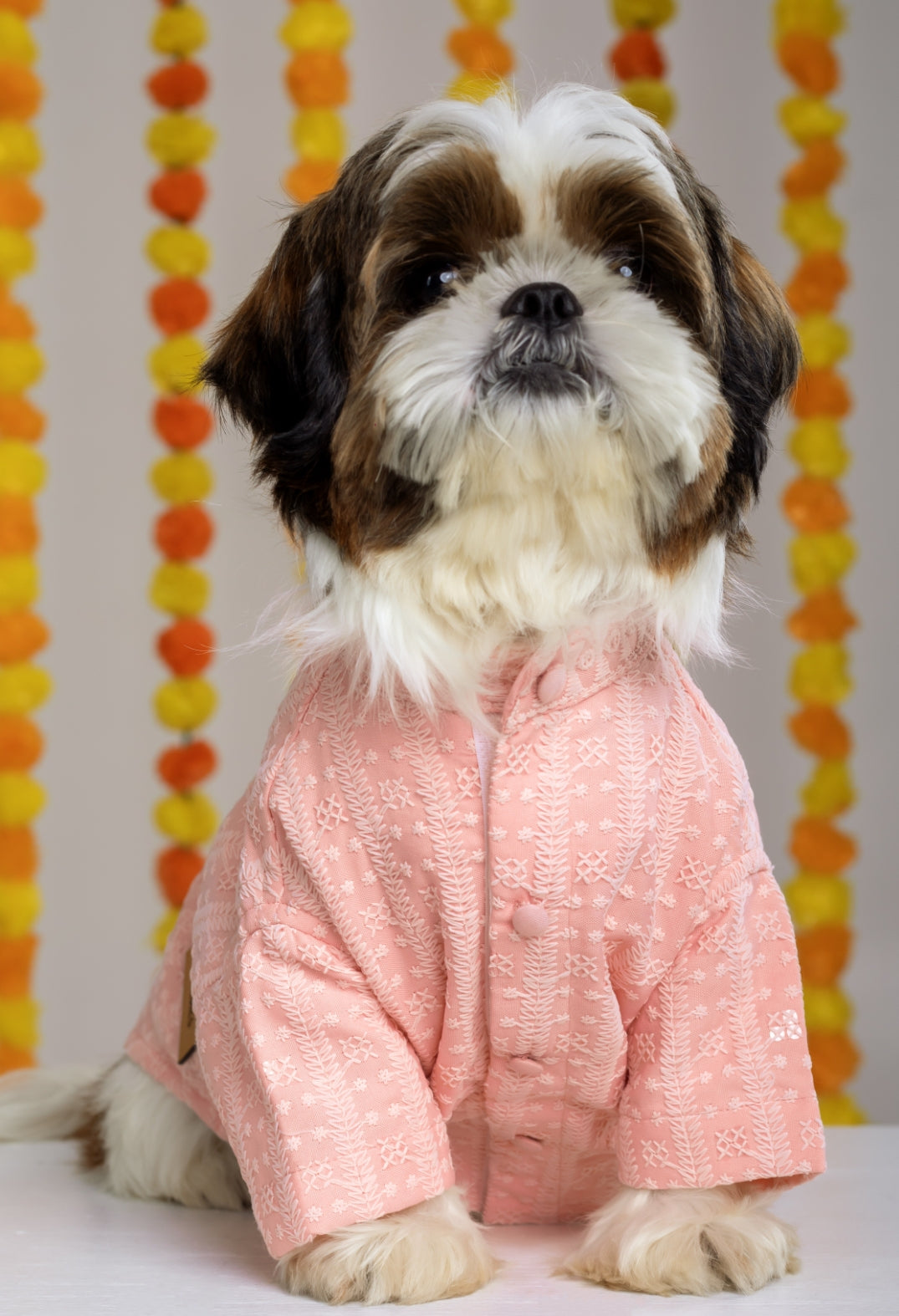 15 Furries Peach Dog Sherwani