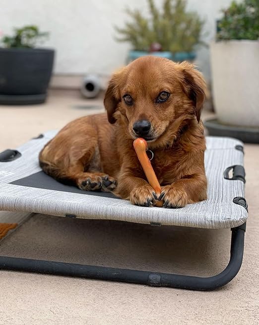 Nylabone Power Chew Flavor Frenzy Bone Triple Pack Chew Toy Up to 7kg Dogs 9.67cmx 2.69cm x 1.60cm