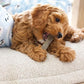 Nylabone Flexi Chew Bone Chicken Flavor Chew Toy Up to 16kg Dogs 13.97cm x 4.44cm x 2.54cm