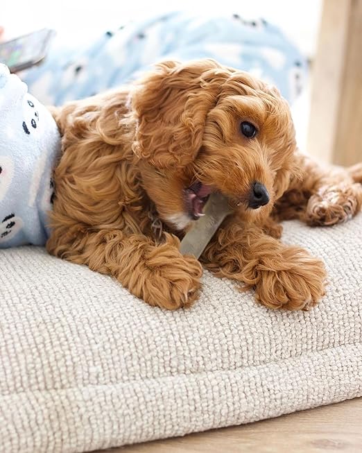 Nylabone Flexi Chew Bone Chicken Flavor Chew Toy Up to 16kg Dogs 13.97cm x 4.44cm x 2.54cm