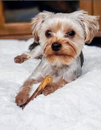 Nylabone Power Chew Flavour Frenzy Bone Twin Pack  Bacon Cheeseburger Flavor & Apple Pie Up to 11kg 11.43cm x 2.54cm x 4.44cm