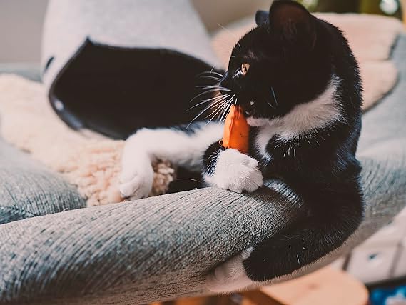Beco Starfish Recycled Cat Nip Toy
